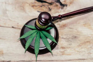 Marijuana5 Marijuana5