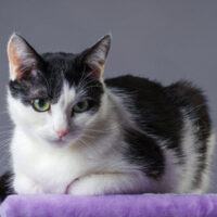AnimalCruel_Cat AnimalCruel_Cat