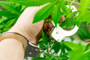 Marijuana4 Marijuana4