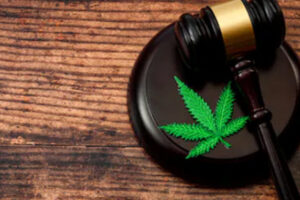 Marijuana3 Marijuana3