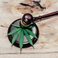 Marijuana5 Marijuana5